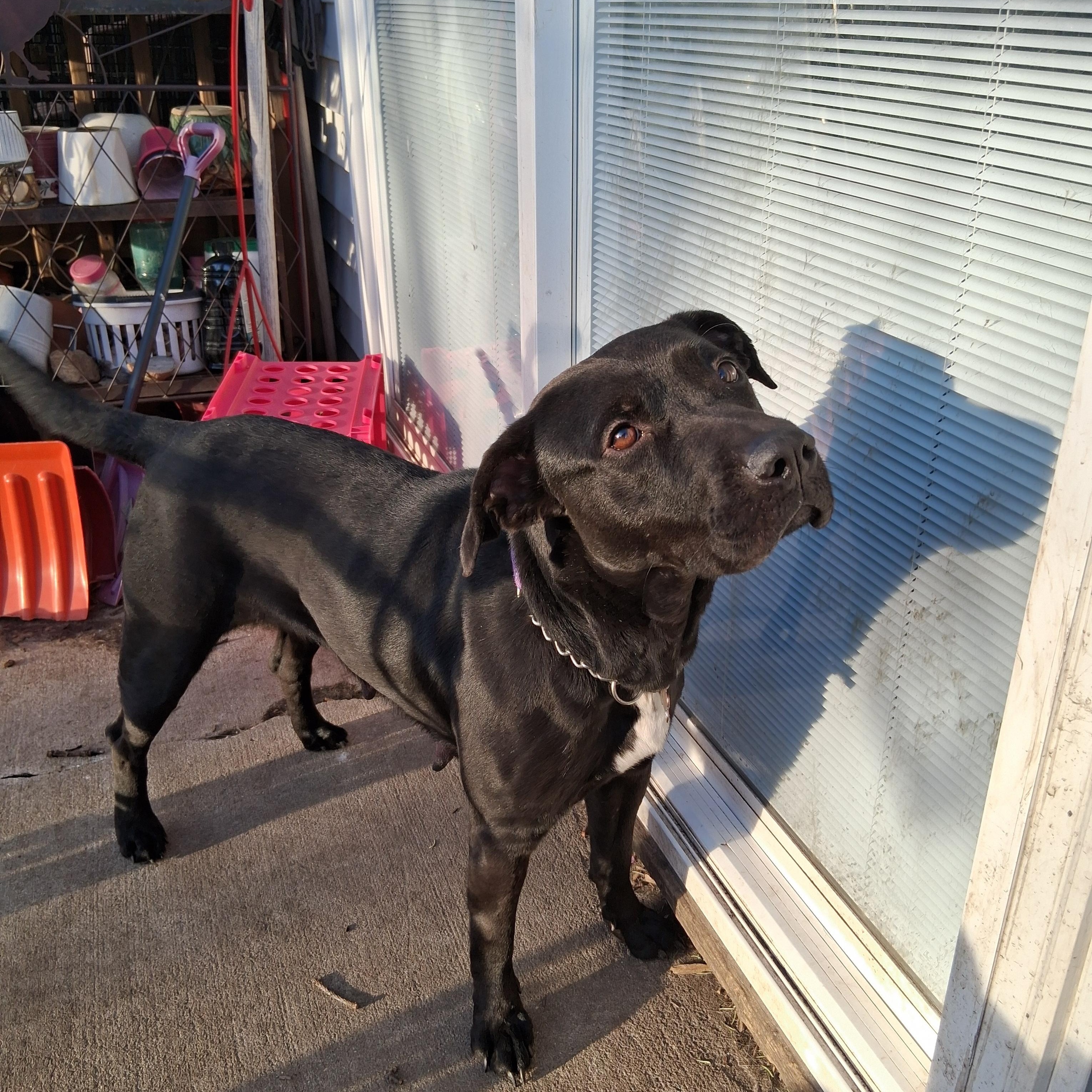 Enlarge Kaulo, a Adoptable mixed breed in Elmhurst, IL image 6/6