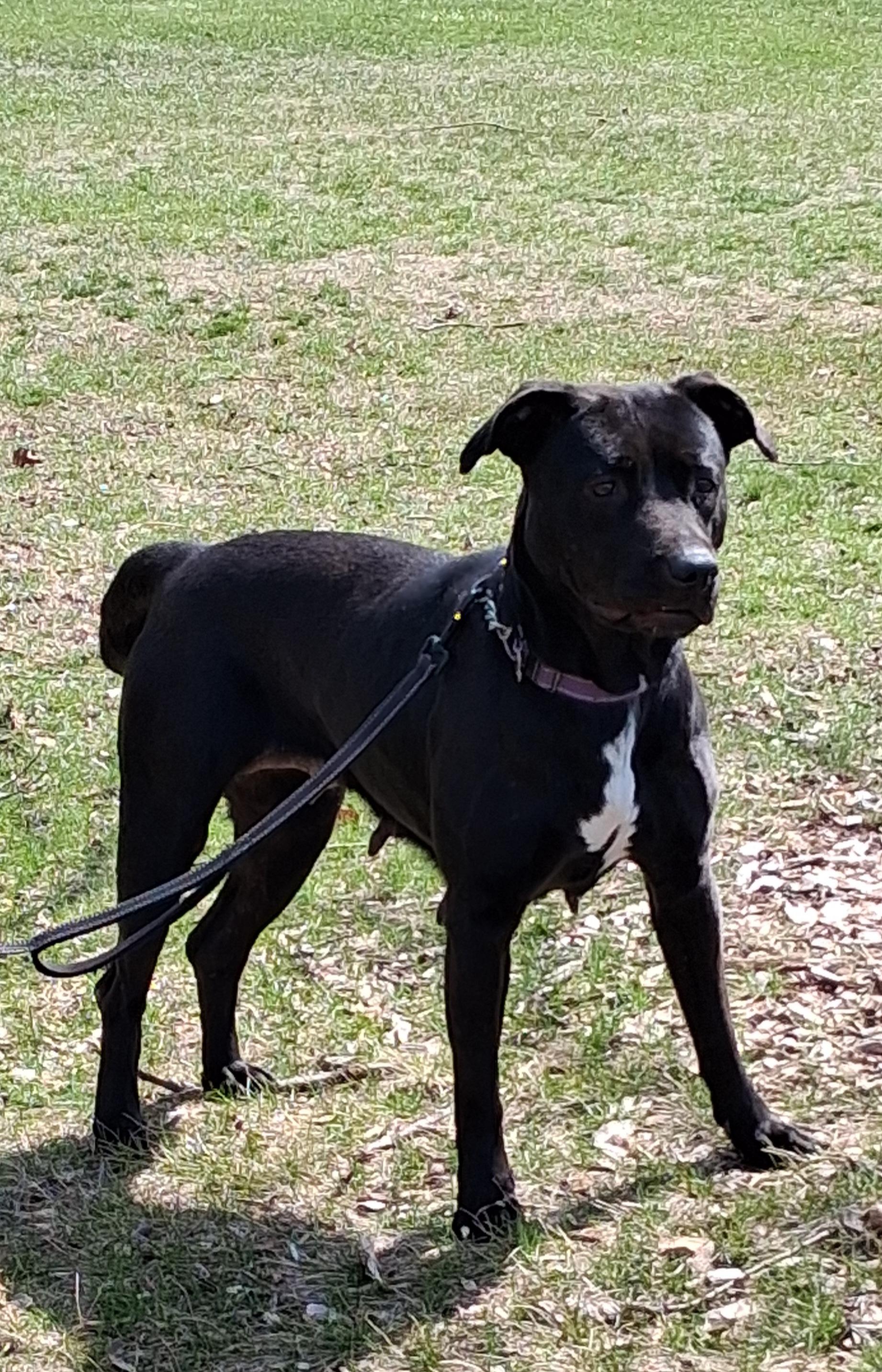 Enlarge Kaulo, a Adoptable mixed breed in Elmhurst, IL image 4/6