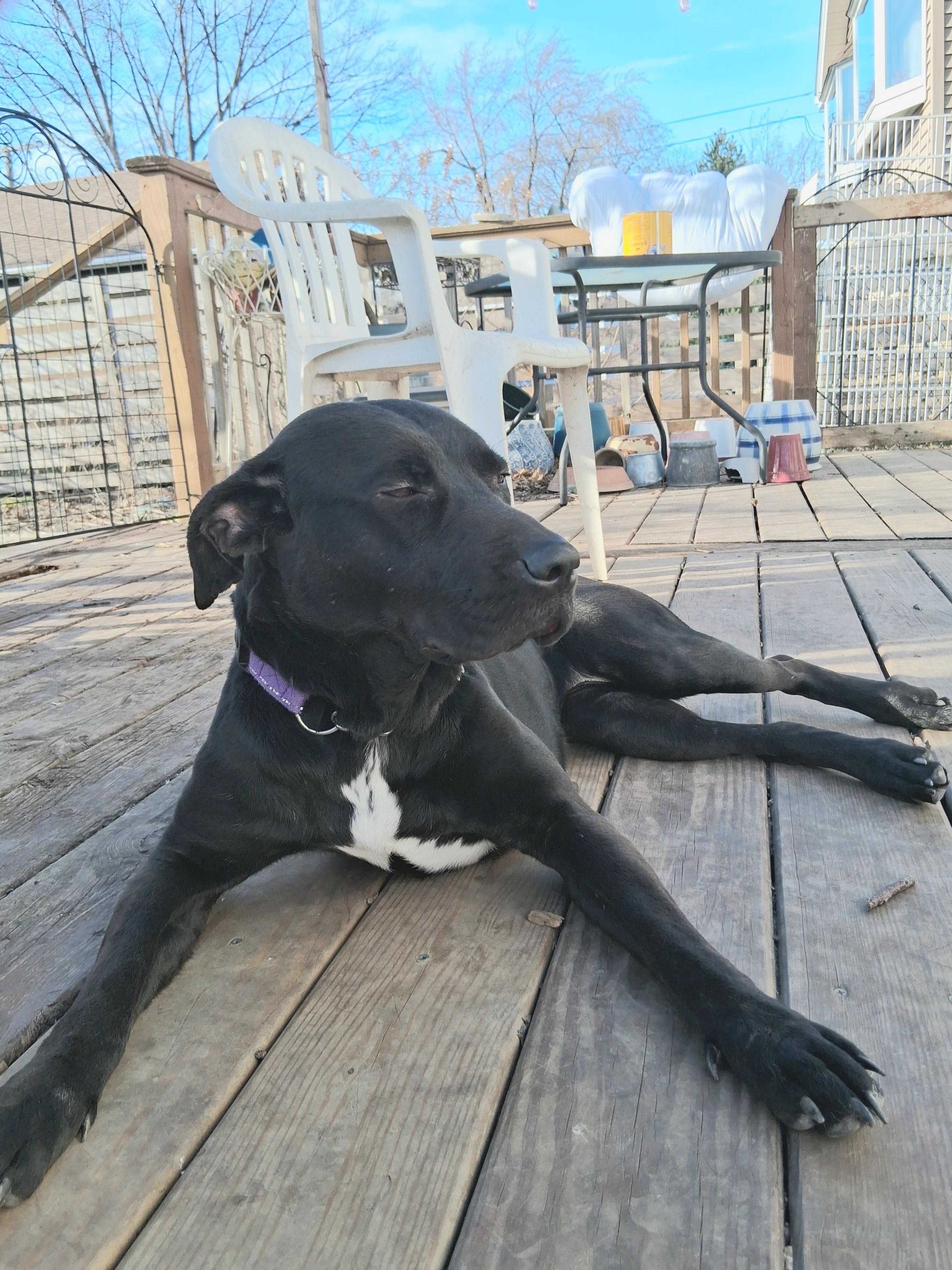 Enlarge Kaulo, a Adoptable mixed breed in Elmhurst, IL image 5/6