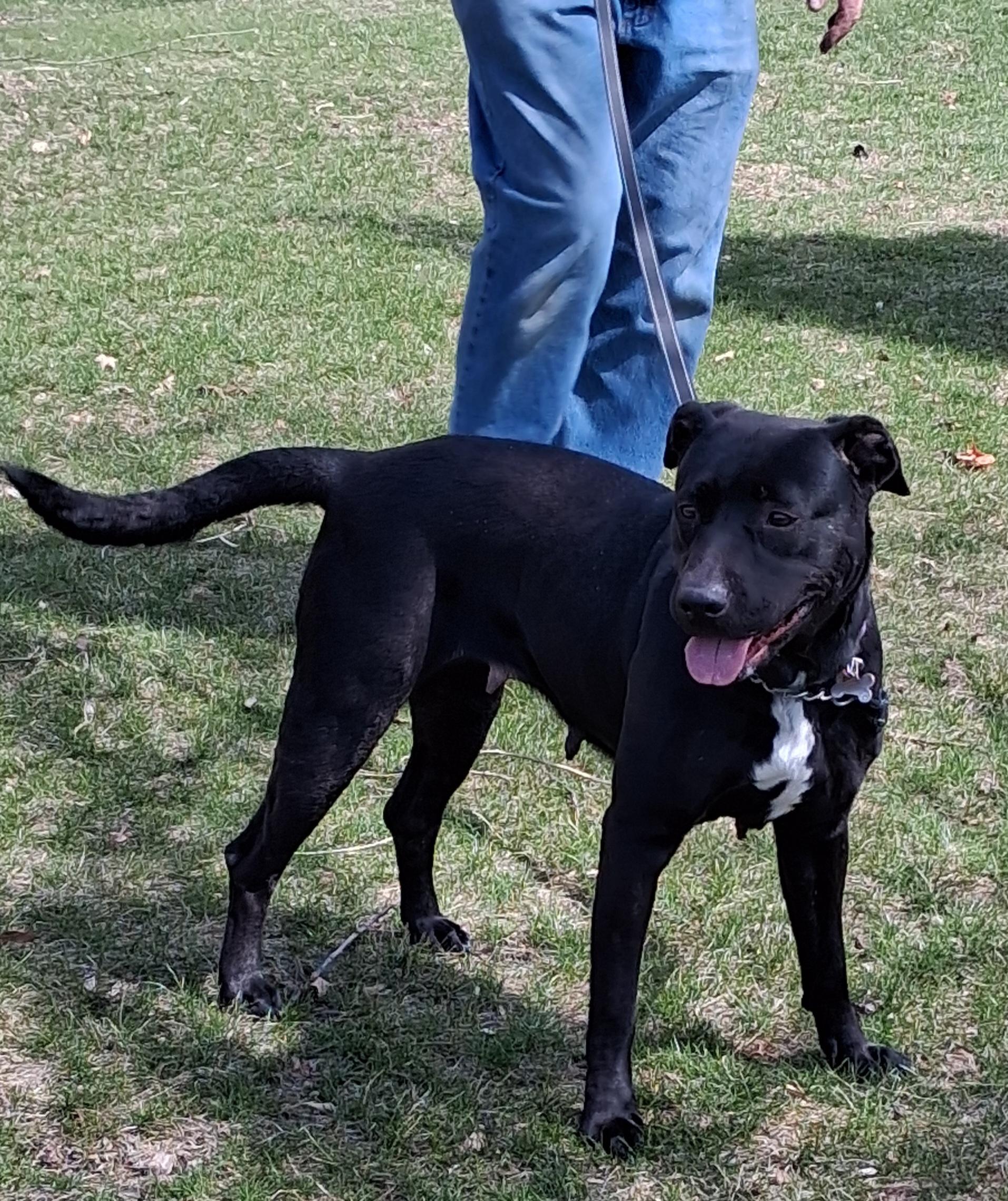 Enlarge Kaulo, a Adoptable mixed breed in Elmhurst, IL image 2/6