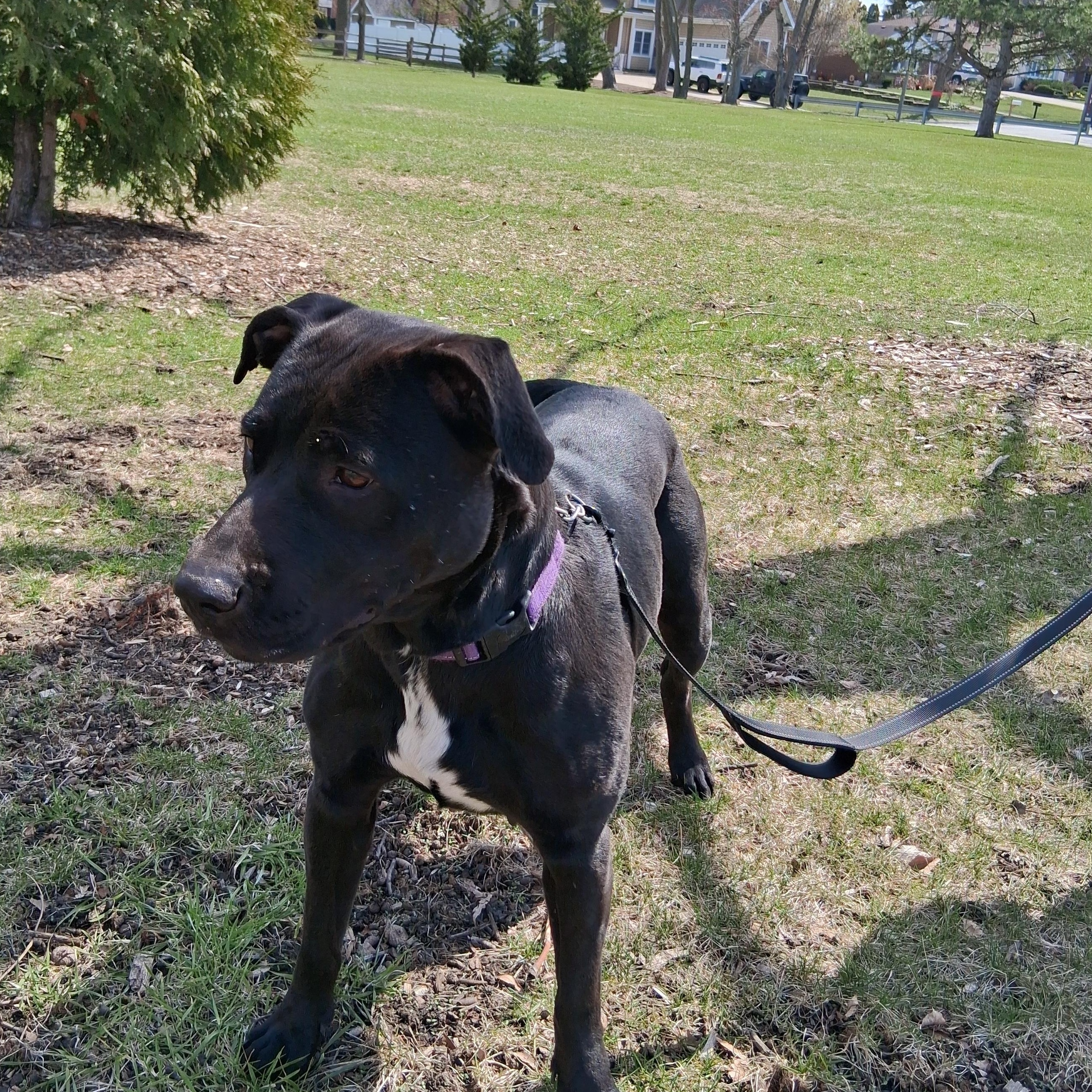 Enlarge Kaulo, a Adoptable mixed breed in Elmhurst, IL image 3/6
