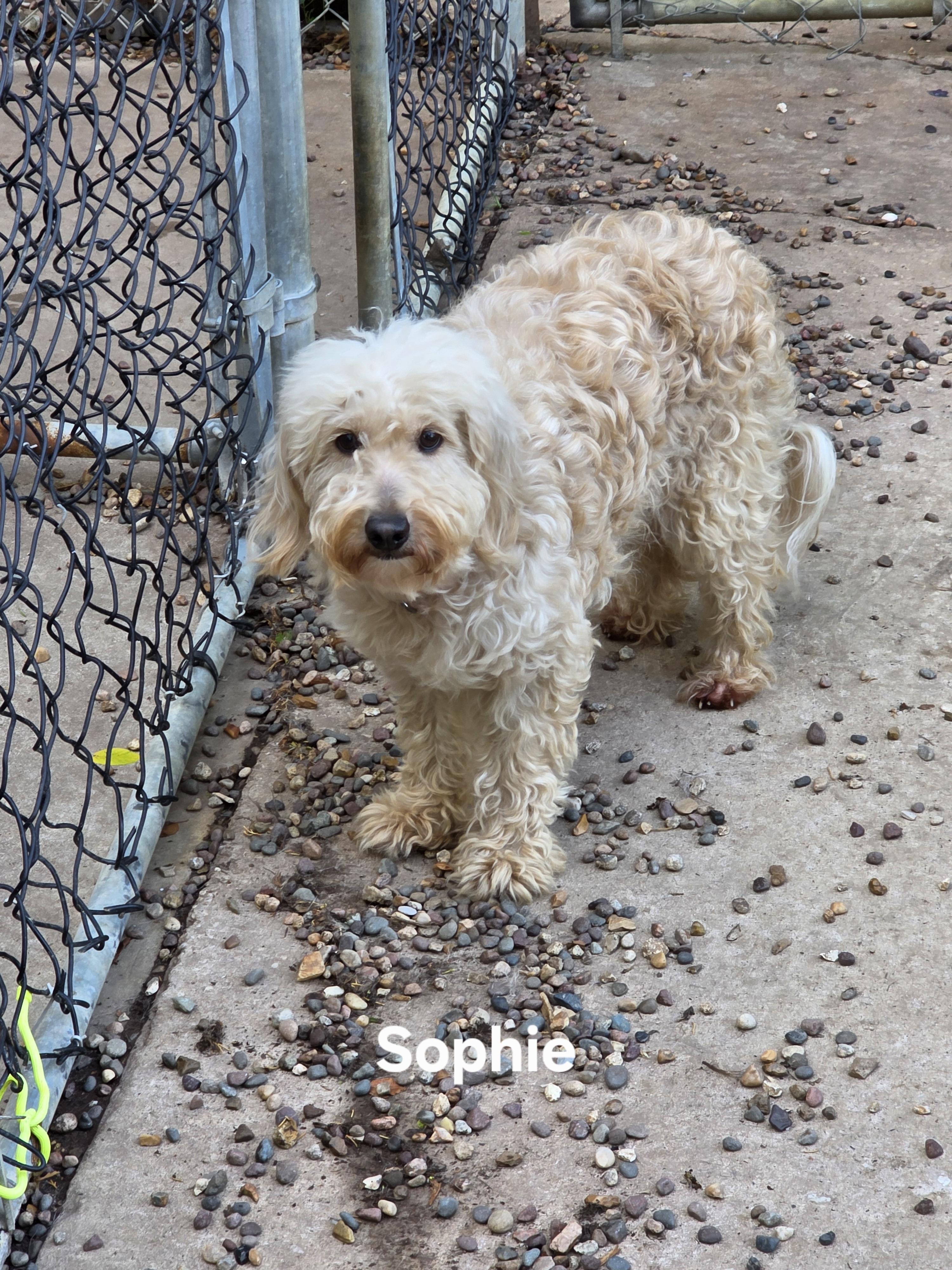 Sophie photo 2