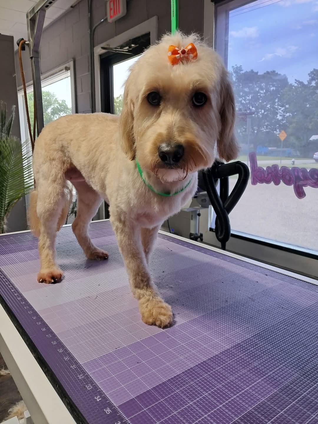 Sophie