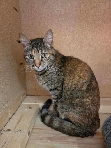 Moonbeam Ice Cream, Adoptable, Adult Female Domestic Short Hair & Domestic Short Hair.