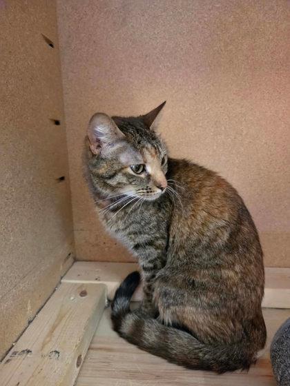 Moonbeam Ice Cream, a Adoptable mixed breed in Scottsbluff, NE image 2/3