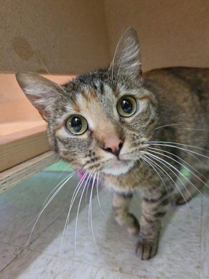 Moonbeam Ice Cream, a Adoptable mixed breed in Scottsbluff, NE image 3/3