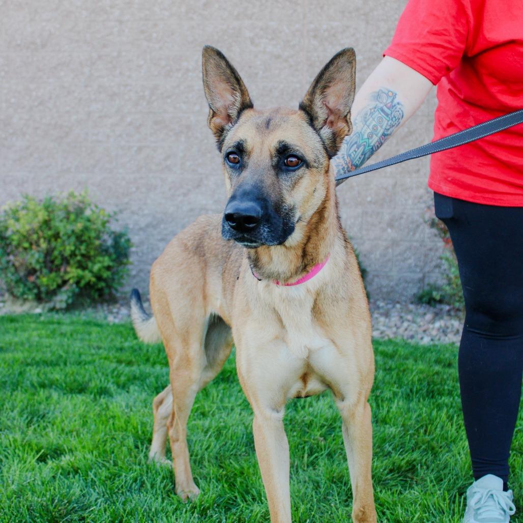 Ann, Adoptable, Adult Female Belgian Shepherd / Malinois & Mixed Breed.