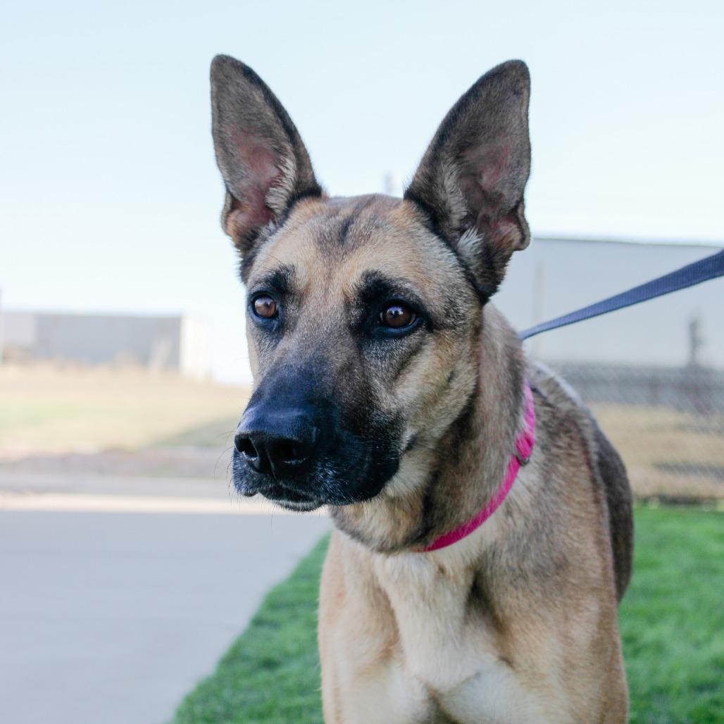 Enlarge Ann, a Adoptable mixed breed in Great Falls, MT image 2/5