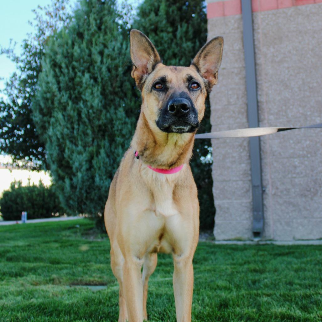 Enlarge Ann, a Adoptable mixed breed in Great Falls, MT image 3/5