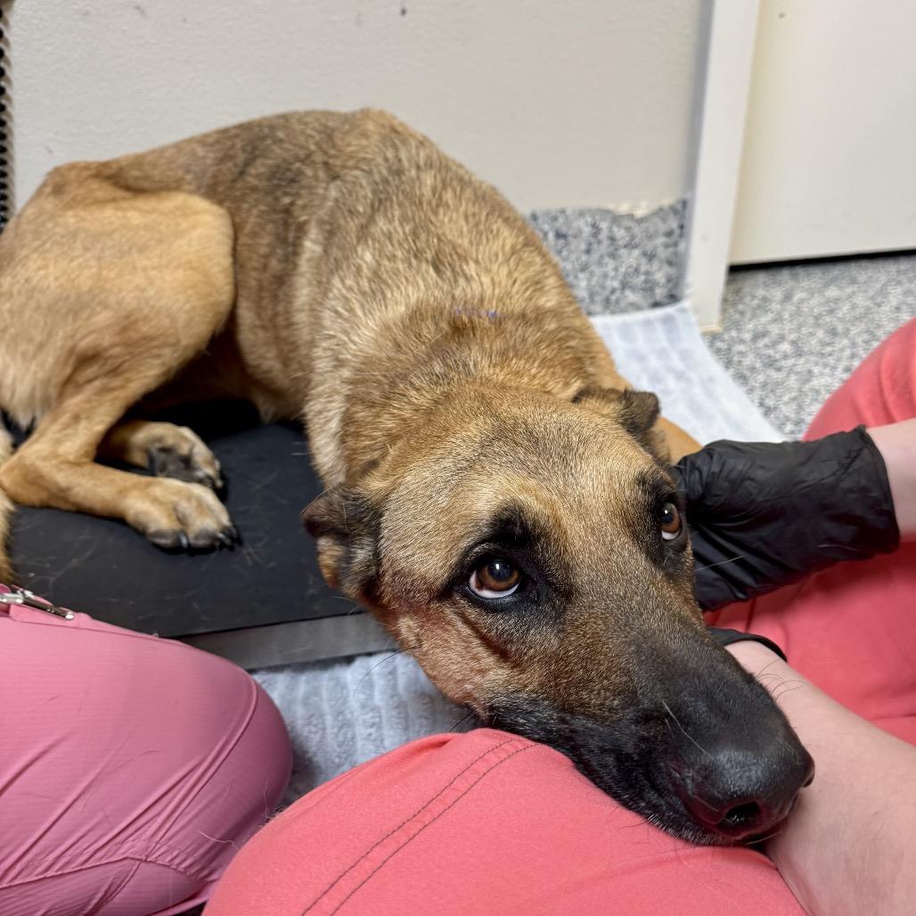 Ann, Adoptable, Adult Female Belgian Shepherd / Malinois & Mixed Breed.