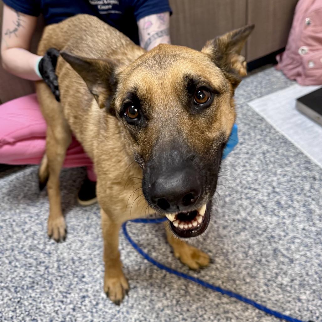 Enlarge Ann, a Adoptable mixed breed in Great Falls, MT image 2/3