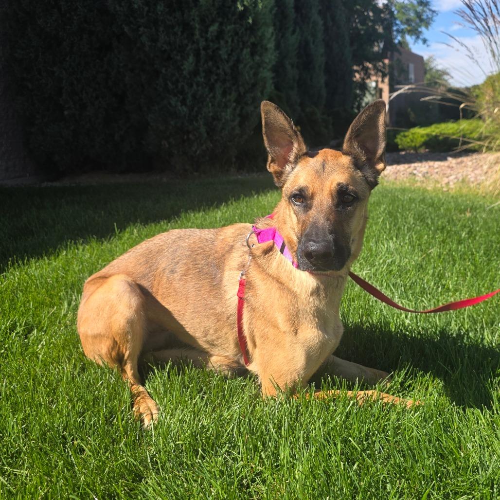 Enlarge Ann, a Adoptable mixed breed in Great Falls, MT image 3/3