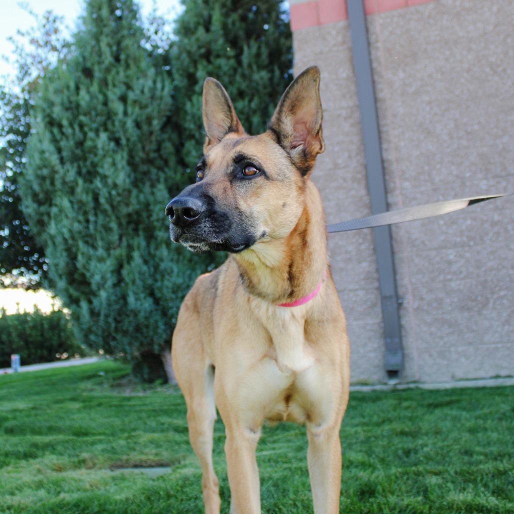 Enlarge Ann, a Adoptable mixed breed in Great Falls, MT image 5/5