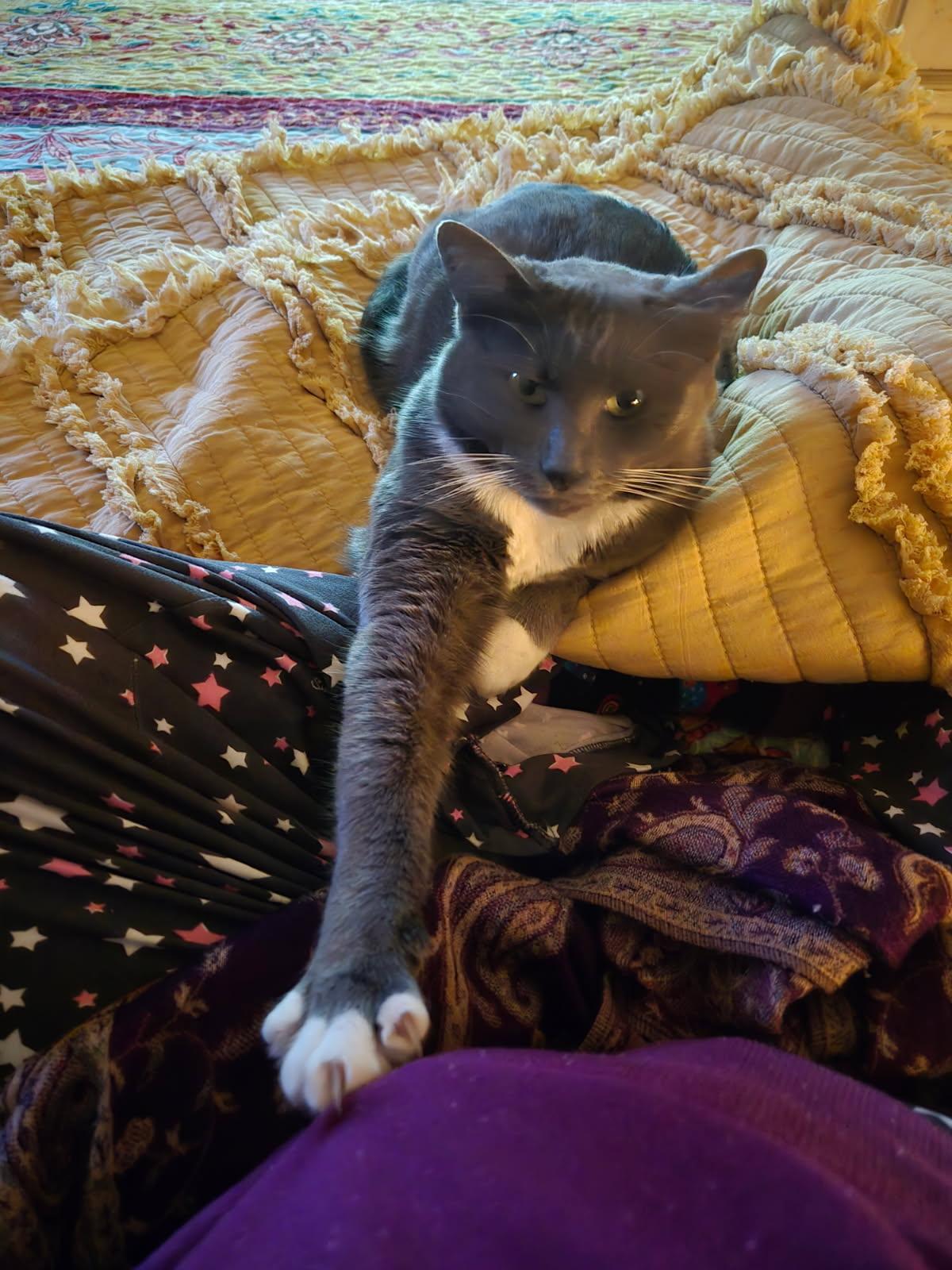 Sadie, Adopted, Adult Female Domestic Short Hair & Domestic Medium Hair.