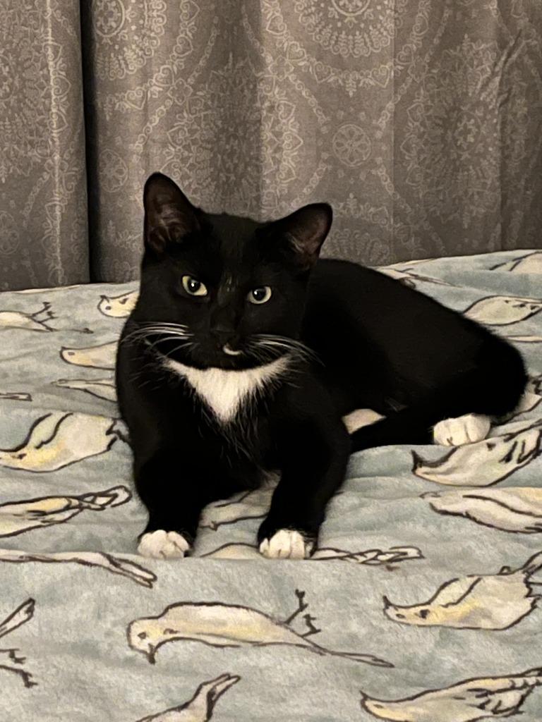 Joan Jett, a Adoptable mixed breed in Blountville, TN image 1/6