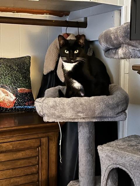 Joan Jett, Adoptable, Young Female Domestic Short Hair.