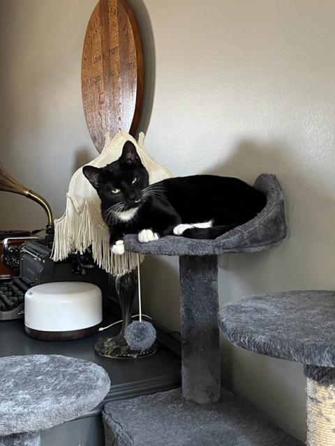 Joan Jett, a Adoptable mixed breed in Blountville, TN image 2/6