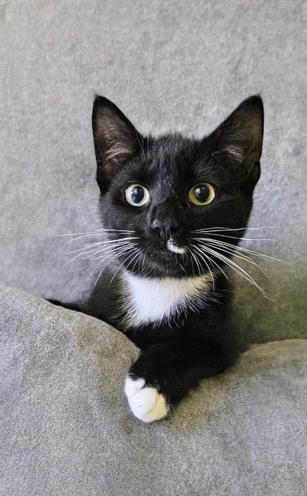 Joan Jett, Adoptable, Young Female Domestic Short Hair.