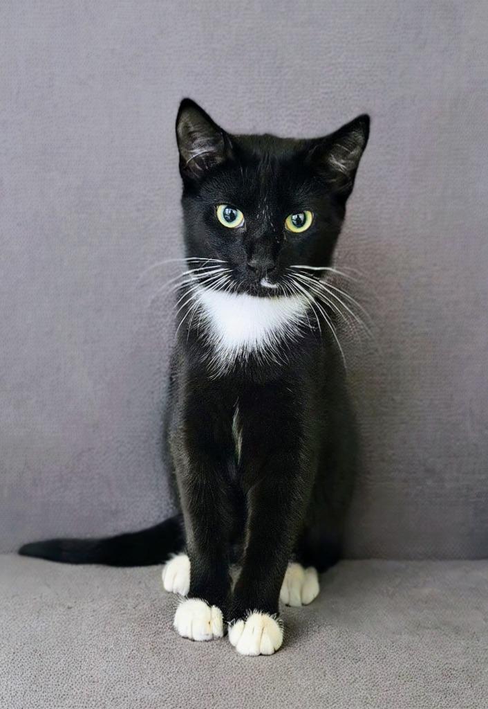 Joan Jett, a Adoptable mixed breed in Blountville, TN image 3/6