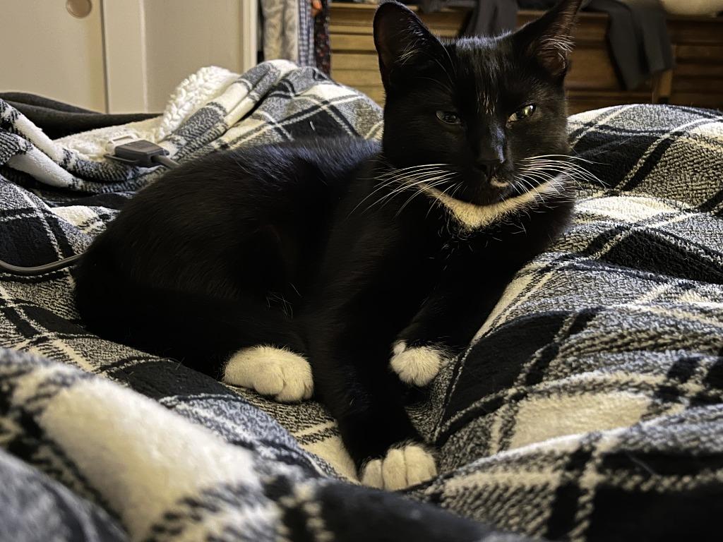 Enlarge Joan Jett, a Adoptable mixed breed in Blountville, TN image 4/6