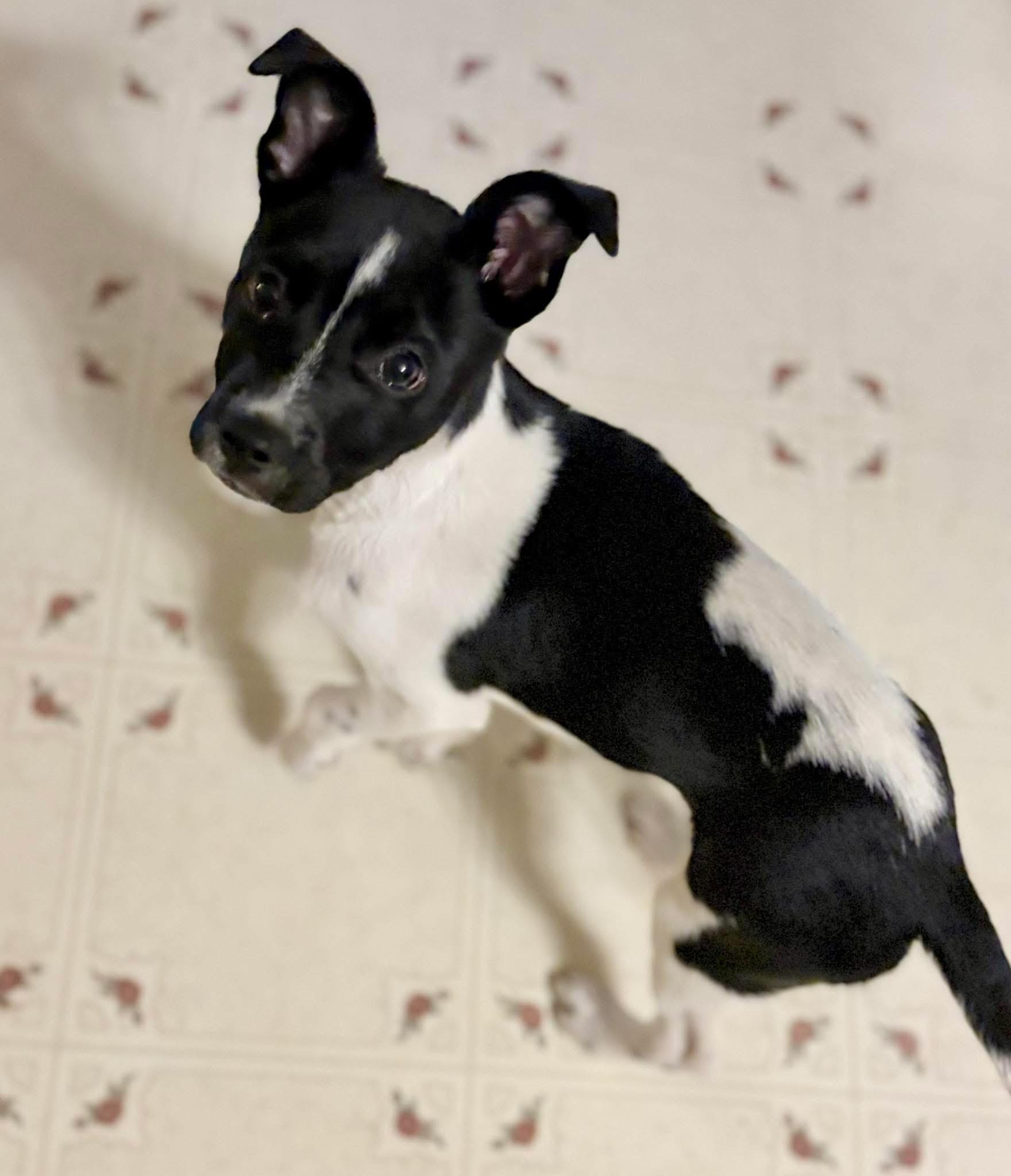 Vanna, an adopted mixed breed in Ooltewah, TN image 2/2