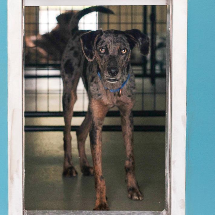 Enlarge Hunter, a Adoptable mixed breed in Bradenton, FL image 1/1