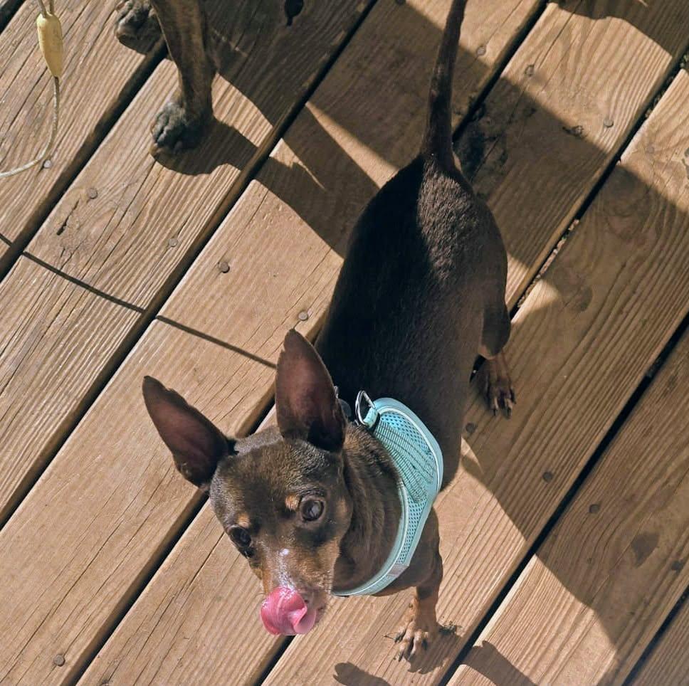 Billy, Adoptable, Adult Male Miniature Pinscher.