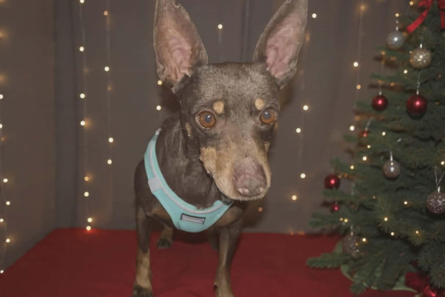 Enlarge Billy, an adopted mixed breed in Hilham, TN image 2/4