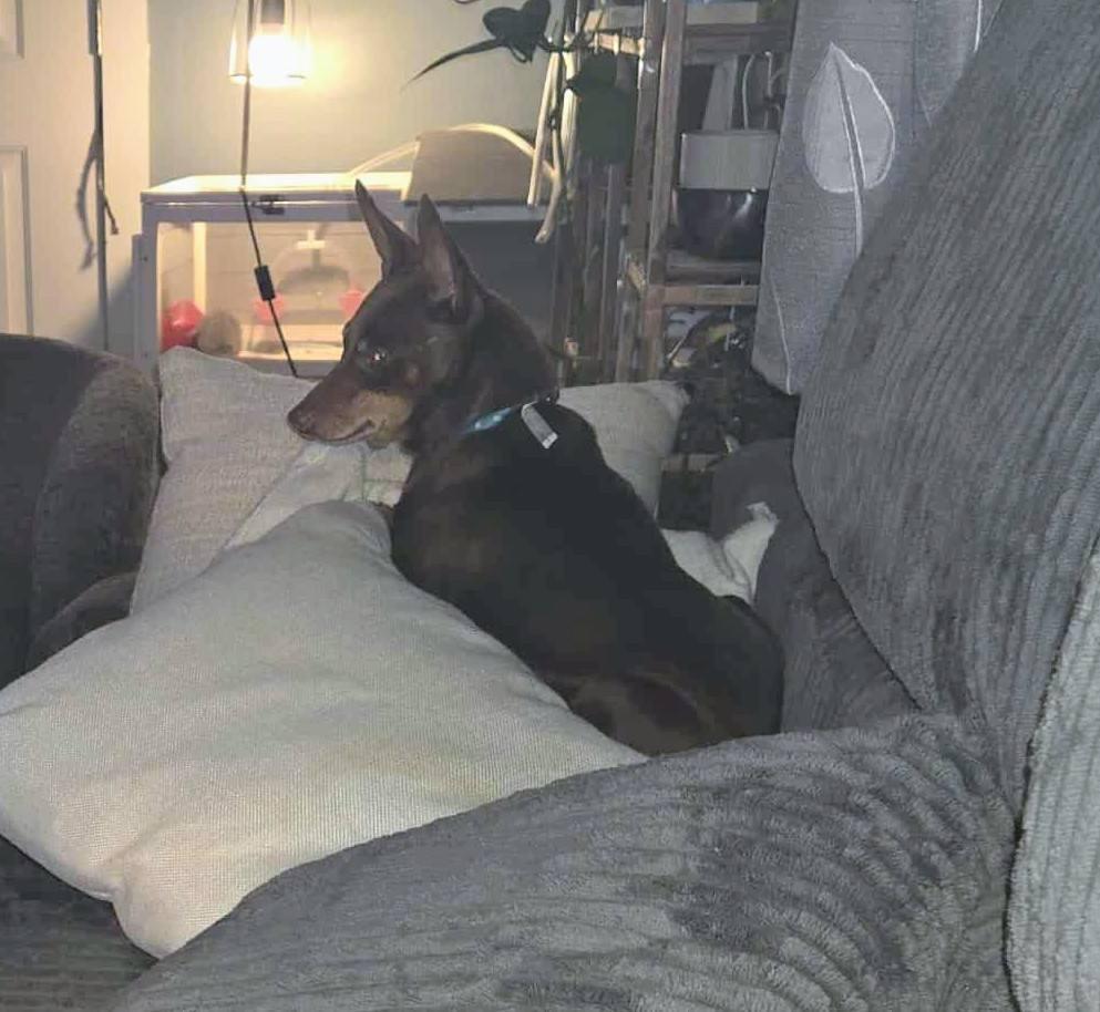 Enlarge Billy, an adopted mixed breed in Hilham, TN image 3/4