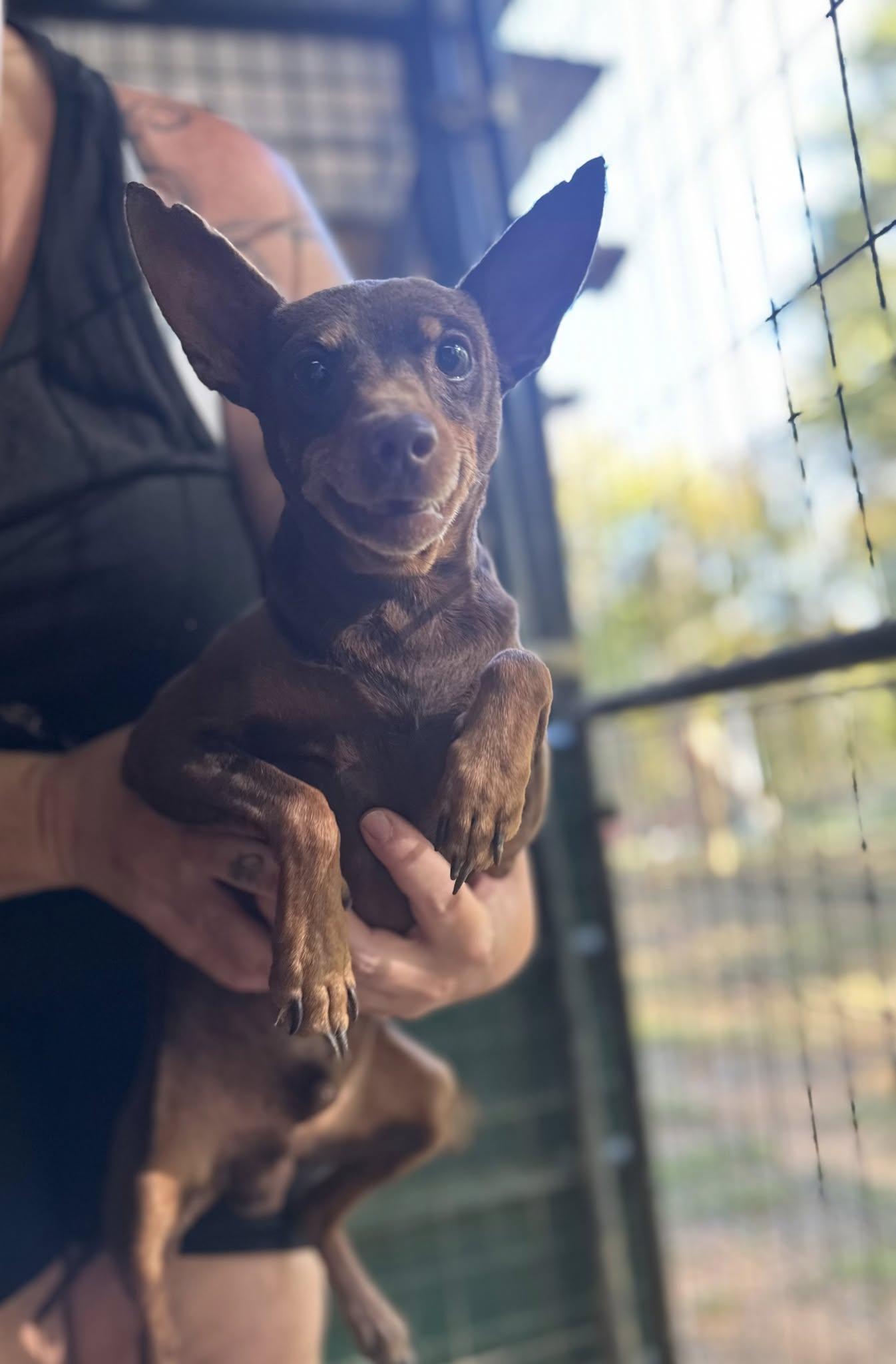 Billy, Adoptable, Adult Male Miniature Pinscher.