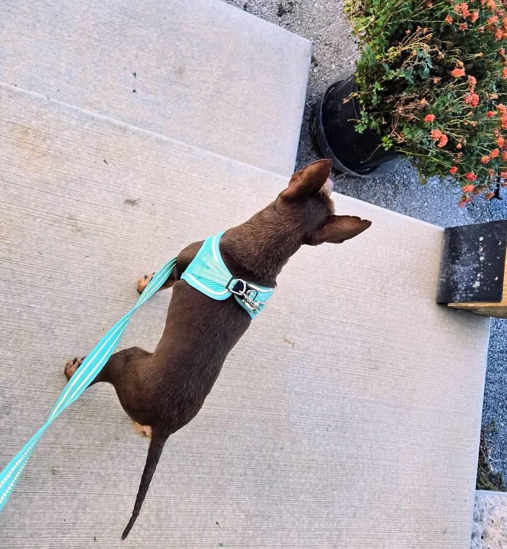 Billy, a Adoptable mixed breed in Hilham, TN image 2/3