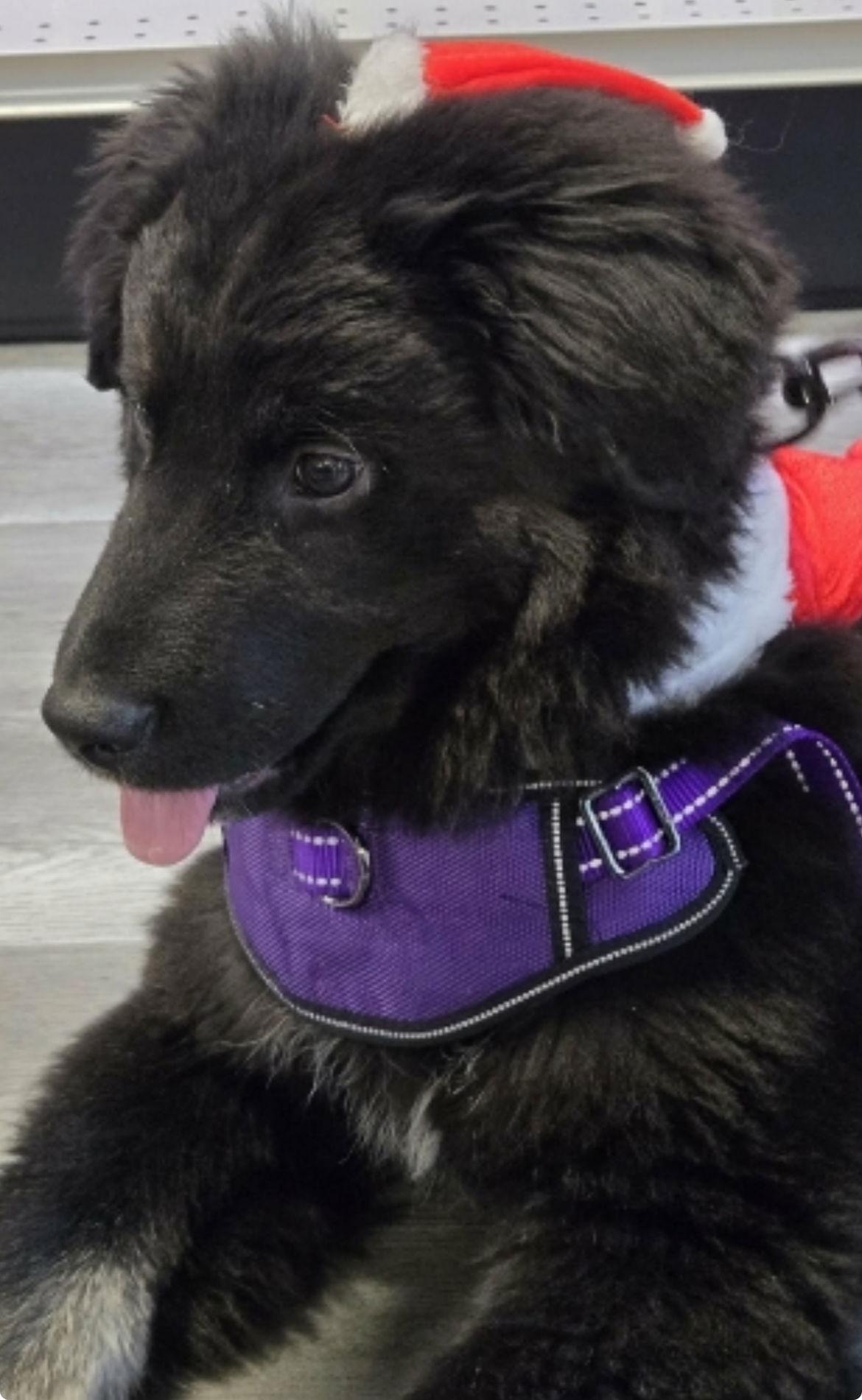 HOVIS, Adoptable, Puppy Female Newfoundland Dog & Shepherd.