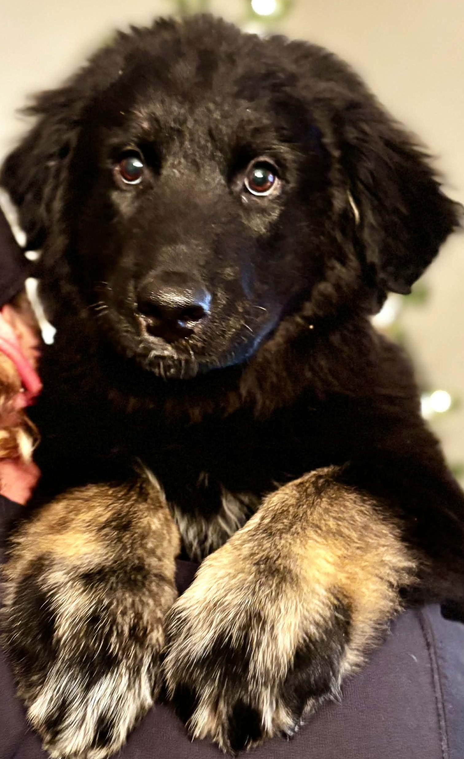 HOVIS, a Adoptable mixed breed in Minesing, ON image 2/3