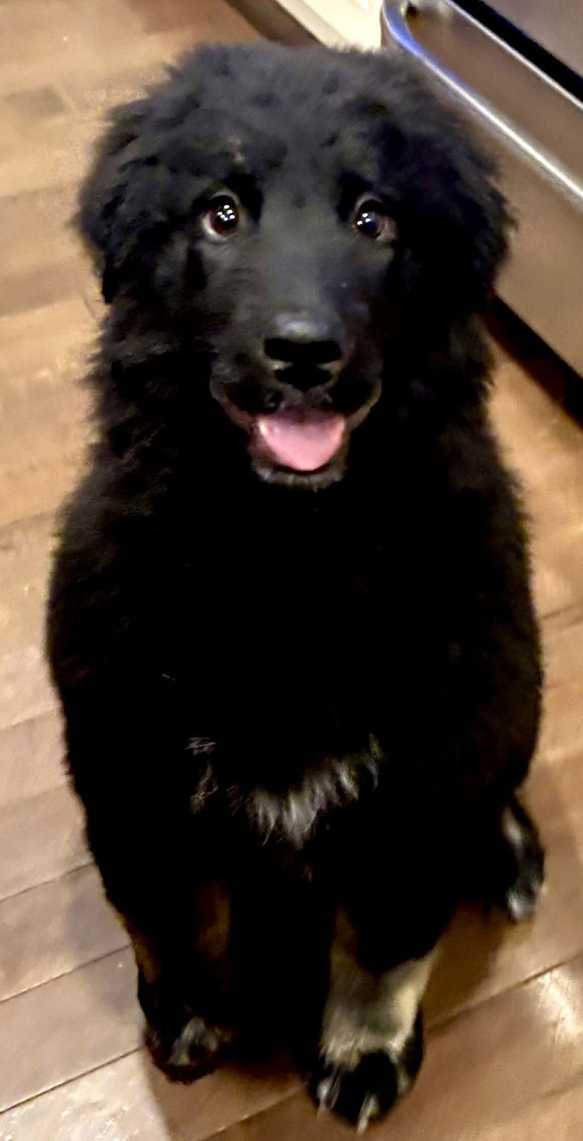 HOVIS, a Adoptable mixed breed in Minesing, ON image 3/3