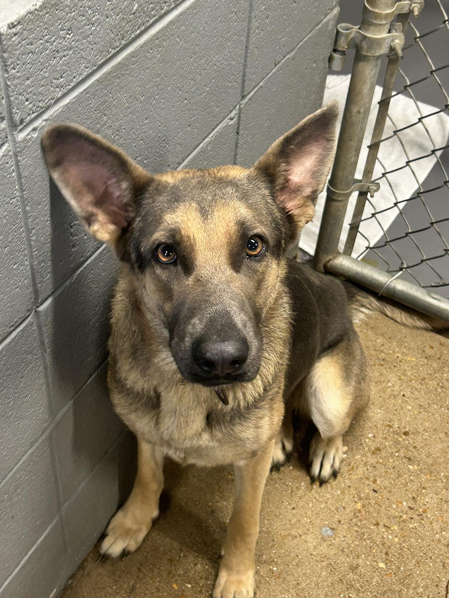 Paige, Adoptable, Adult Female German Shepherd Dog.