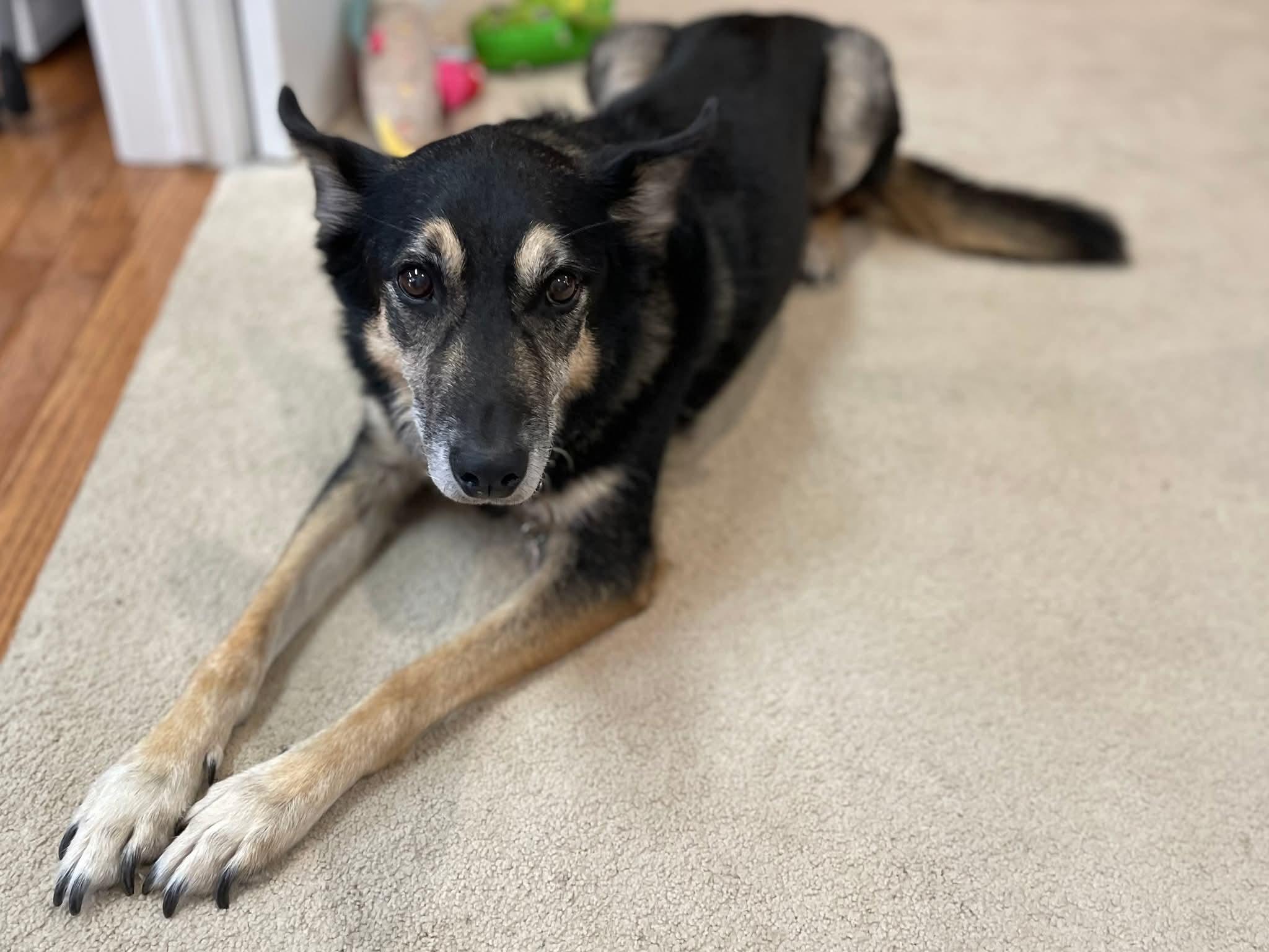 Chucky, Adoptable, Senior Male Collie & Shepherd.