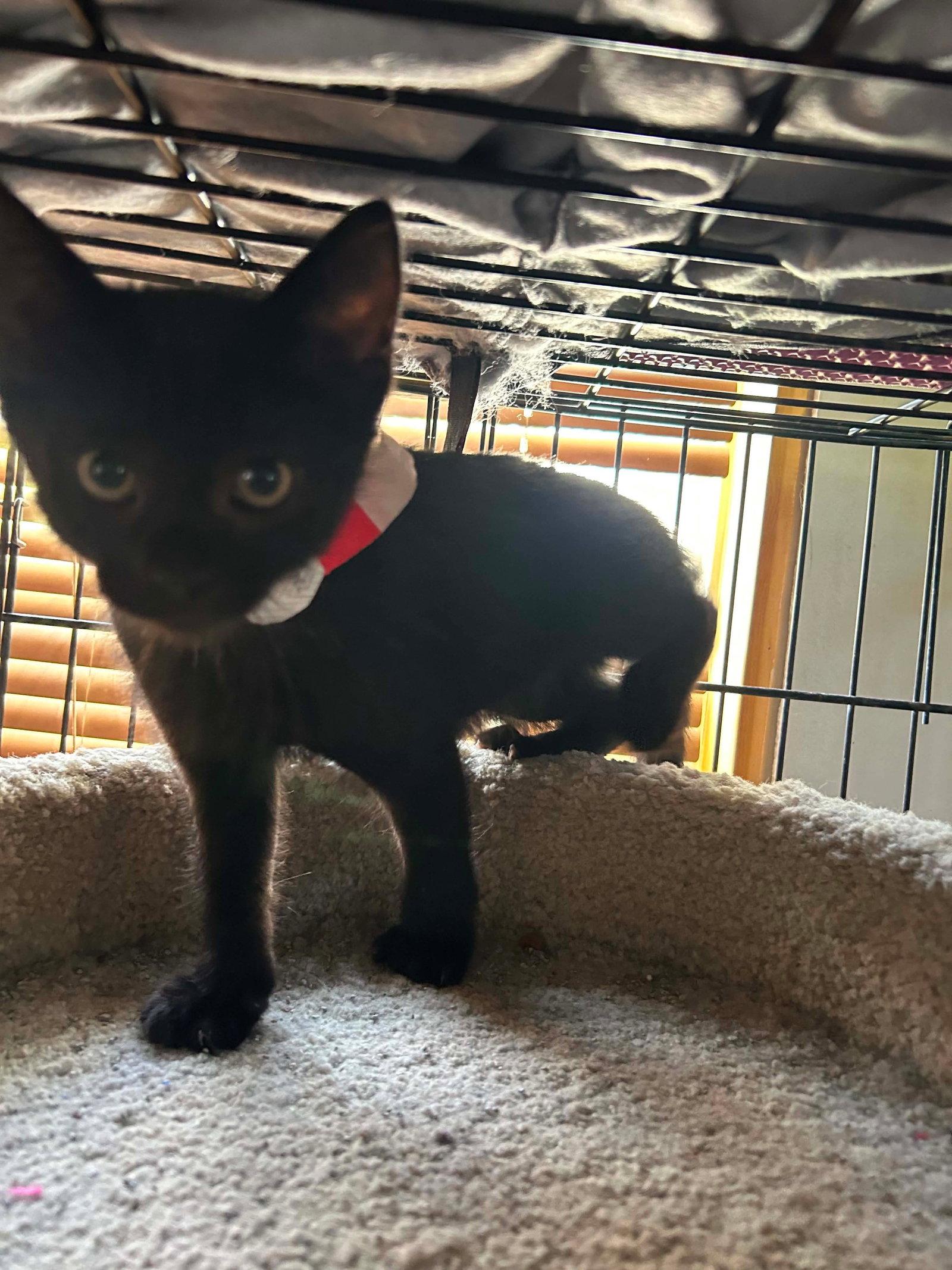 Enlarge Happy, a Adoptable Domestic Short Hair in hinckley, IL image 1/2