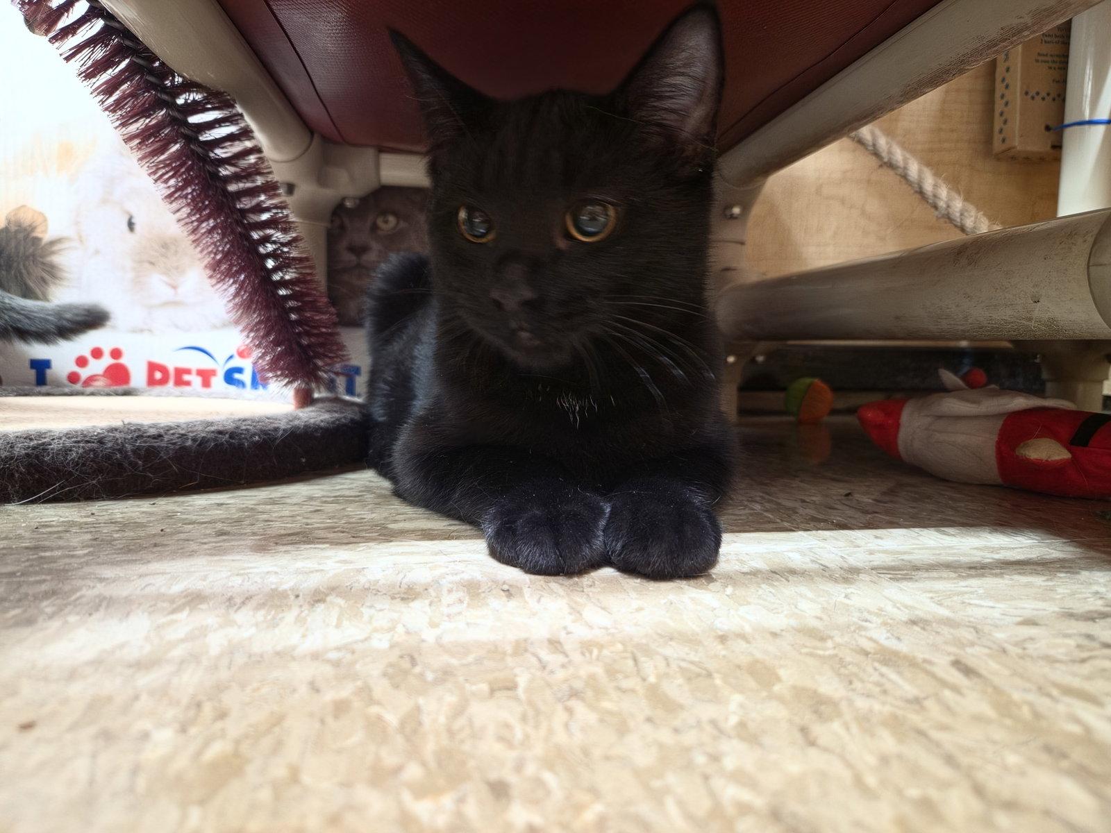 Enlarge Happy, a Adoptable Domestic Short Hair in hinckley, IL image 2/2