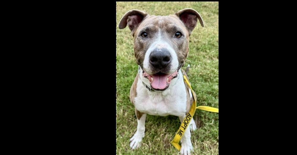 Roy, Adoptable, Adult Male Pit Bull Terrier.