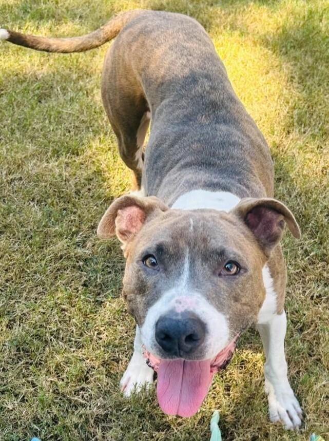 Enlarge Roy, a Adoptable Pit Bull Terrier in Dallas, TX image 2/3