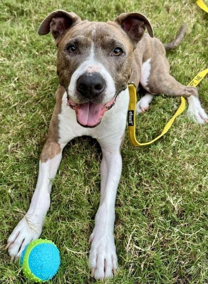 Enlarge Roy, a Adoptable Pit Bull Terrier in Dallas, TX image 3/3