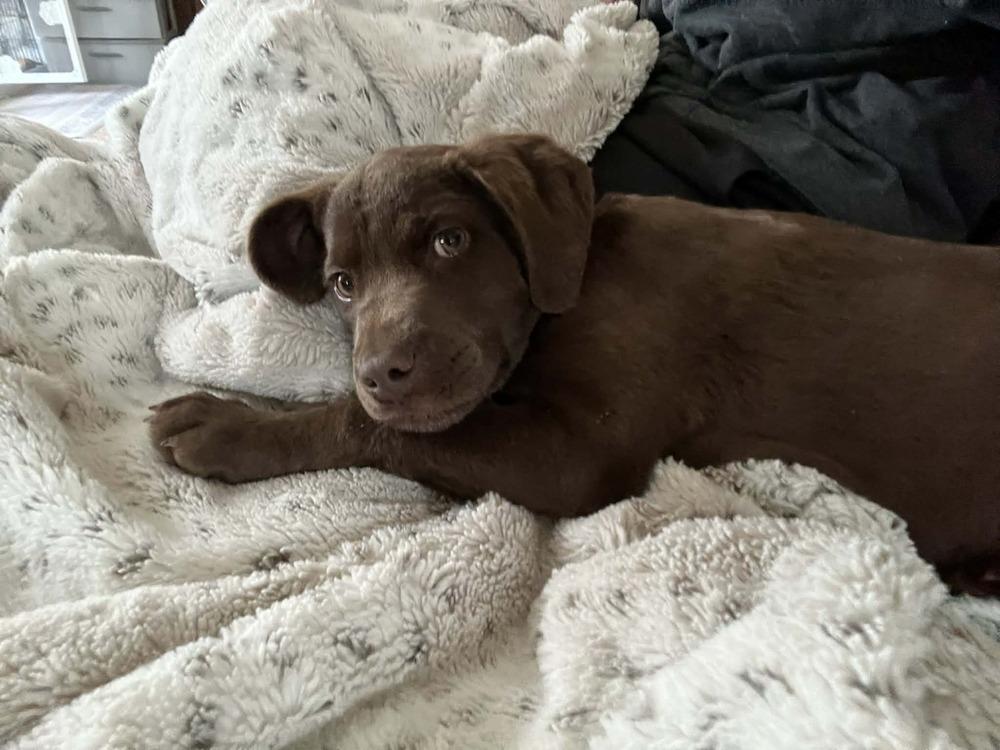 Bear, Adoptable, Puppy Male Labrador Retriever.
