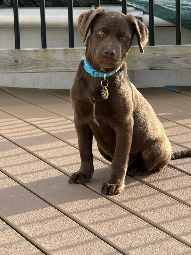 Enlarge Bear, a Adoptable mixed breed in Amherst, NY image 2/6