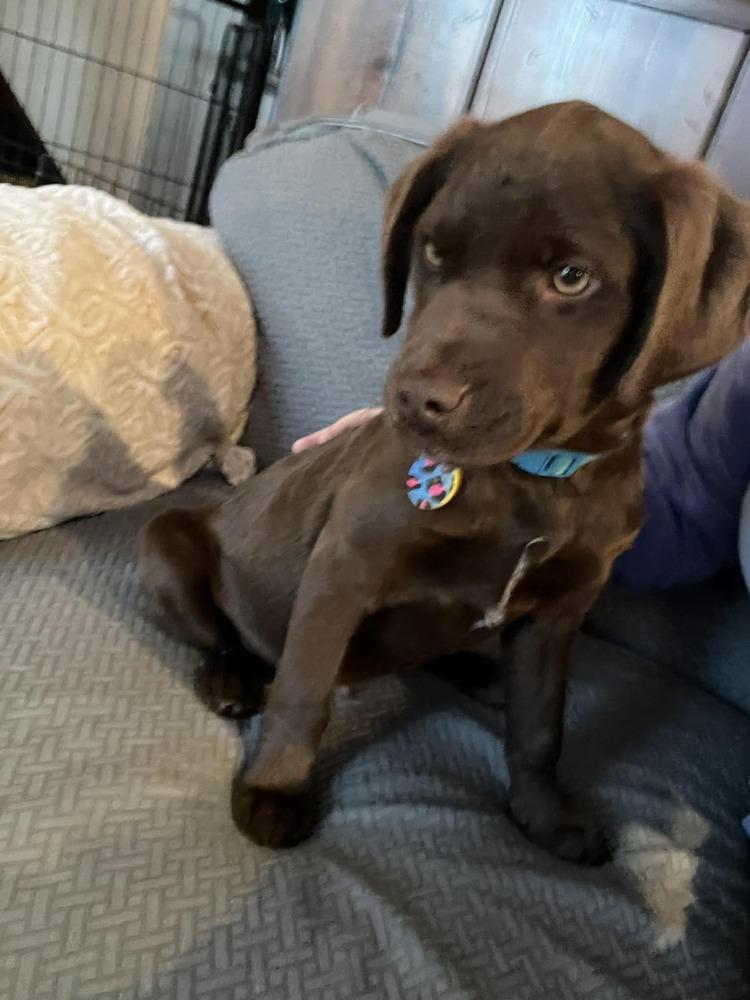 Enlarge Bear, a Adoptable mixed breed in Amherst, NY image 3/6