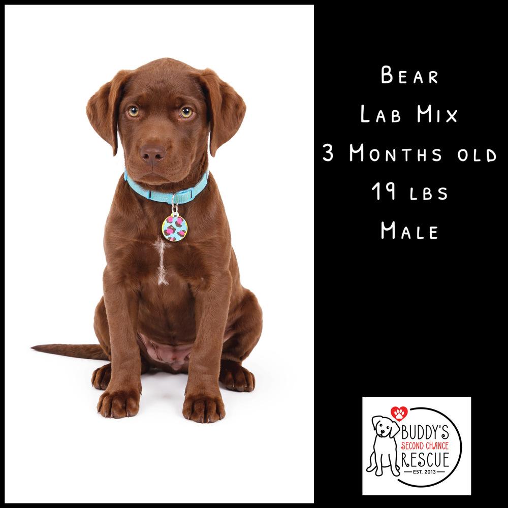 Enlarge Bear, a Adoptable mixed breed in Amherst, NY image 4/6