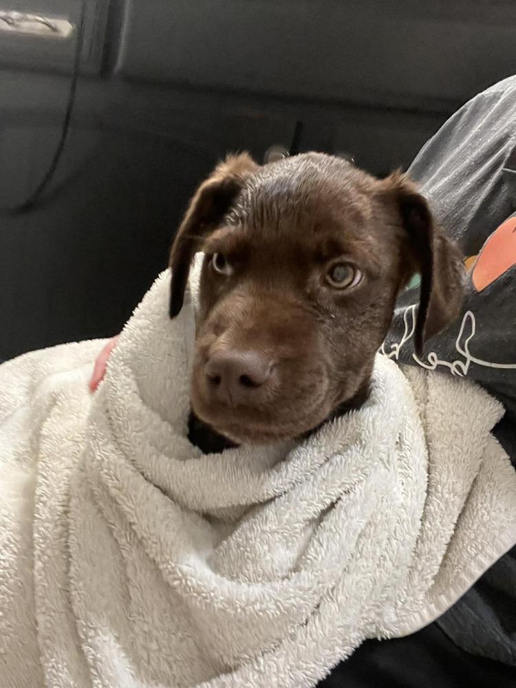 Enlarge Bear, a Adoptable mixed breed in Amherst, NY image 5/6