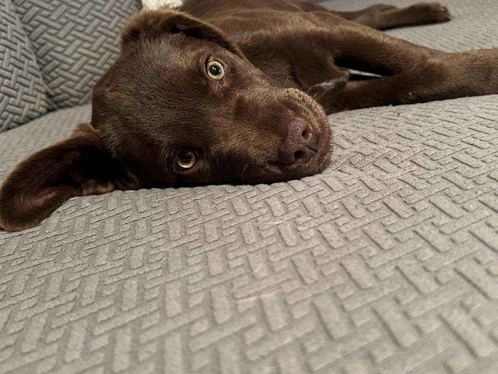 Enlarge Bear, a Adoptable mixed breed in Amherst, NY image 6/6
