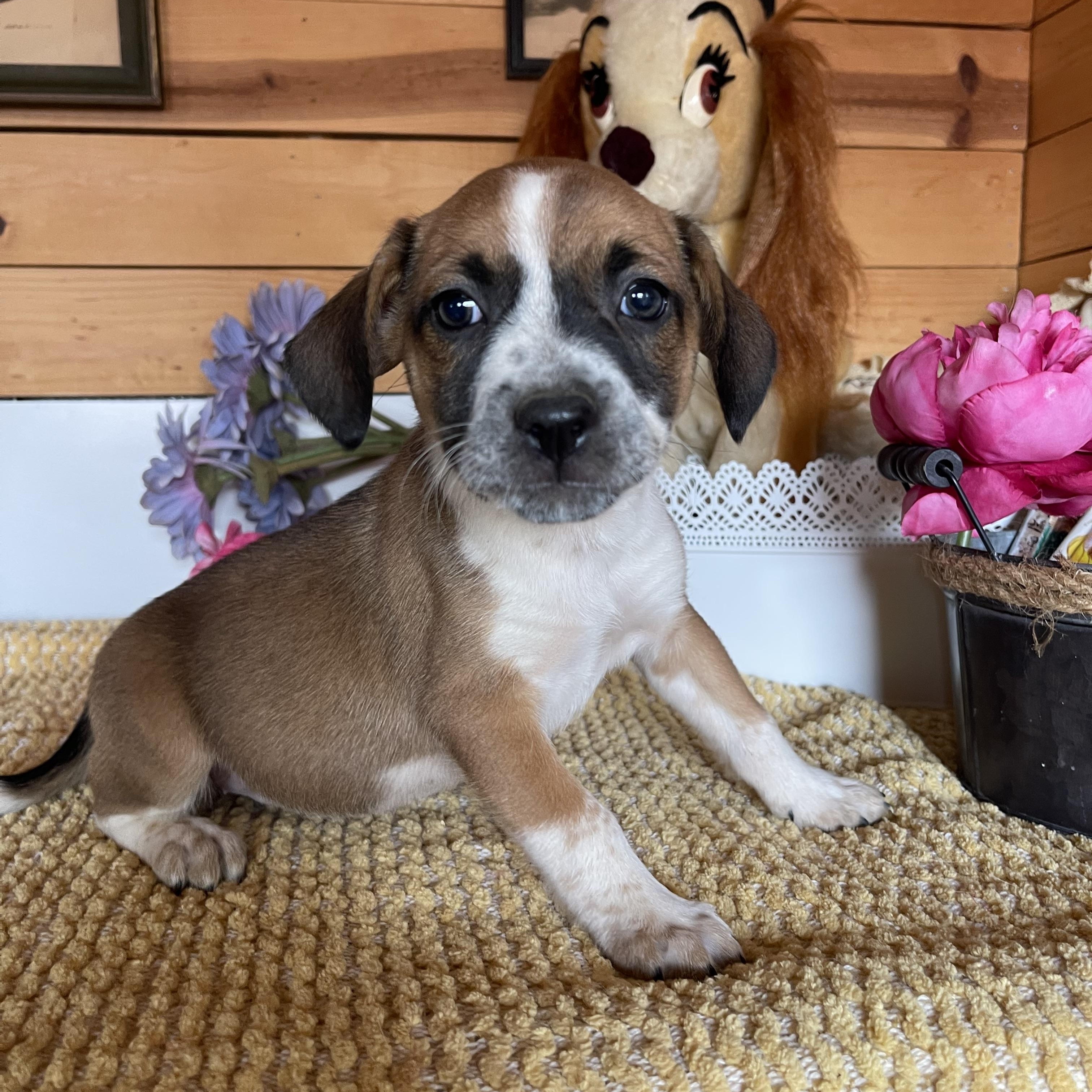 Juliette, Adoptable, Puppy Female Cattle Dog.