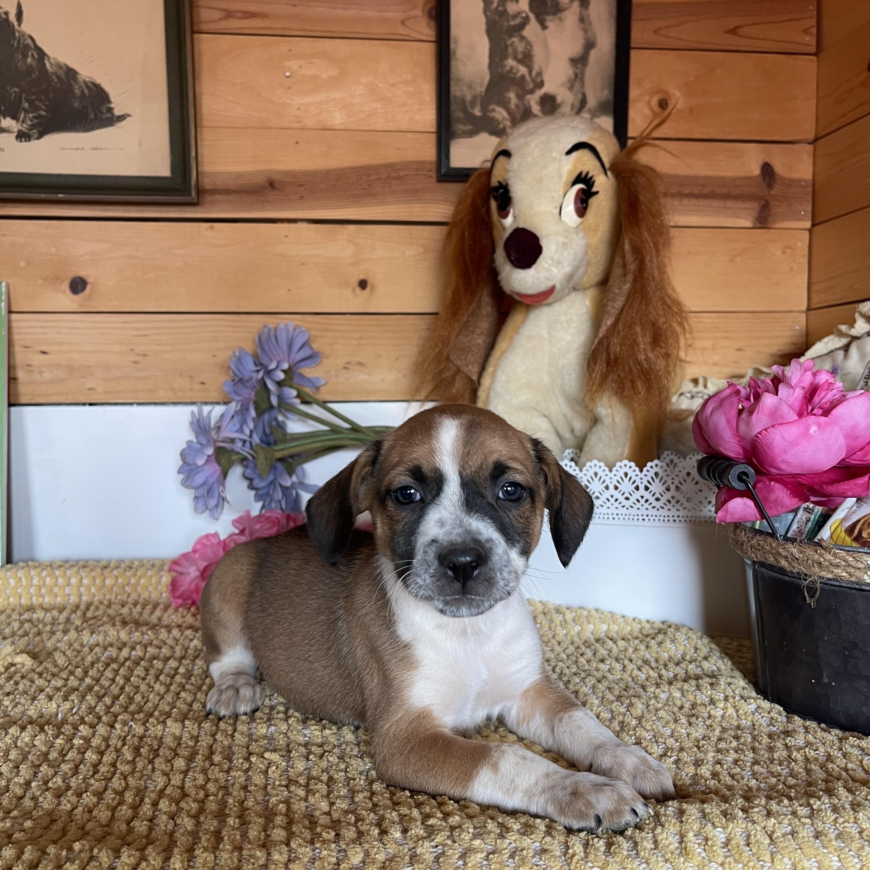 Enlarge Juliette, a Adoptable mixed breed in Vacaville, CA image 3/4