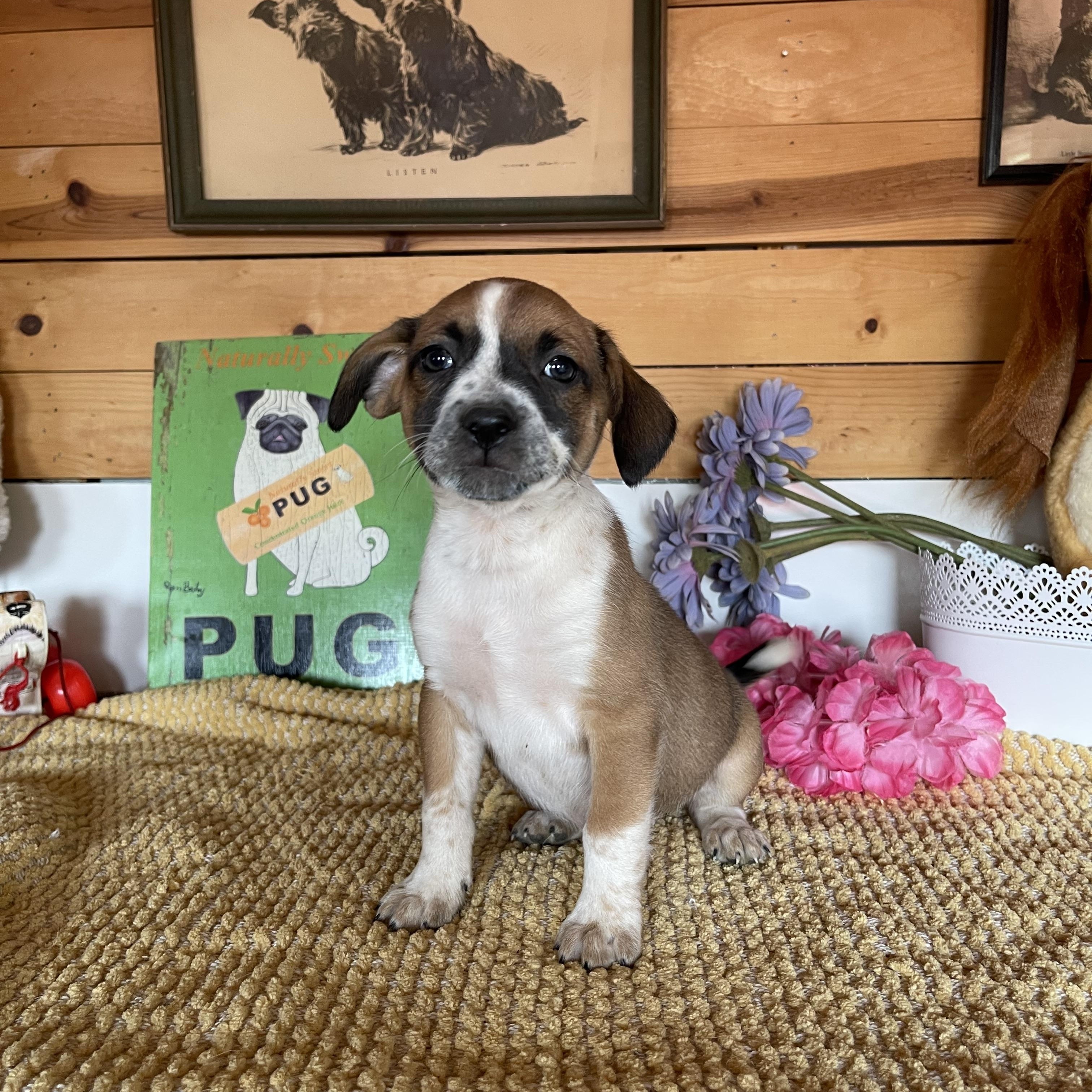 Enlarge Juliette, a Adoptable mixed breed in Vacaville, CA image 2/4